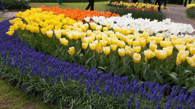 2014-04-17 Holland Tulips 35.jpg